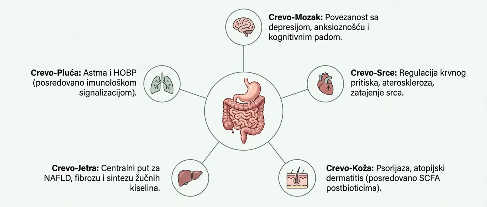 Infografik veza creva sa mozgom, plućima, srcem, jetrom i kožom, uz centralni prikaz digestivnog sistema.