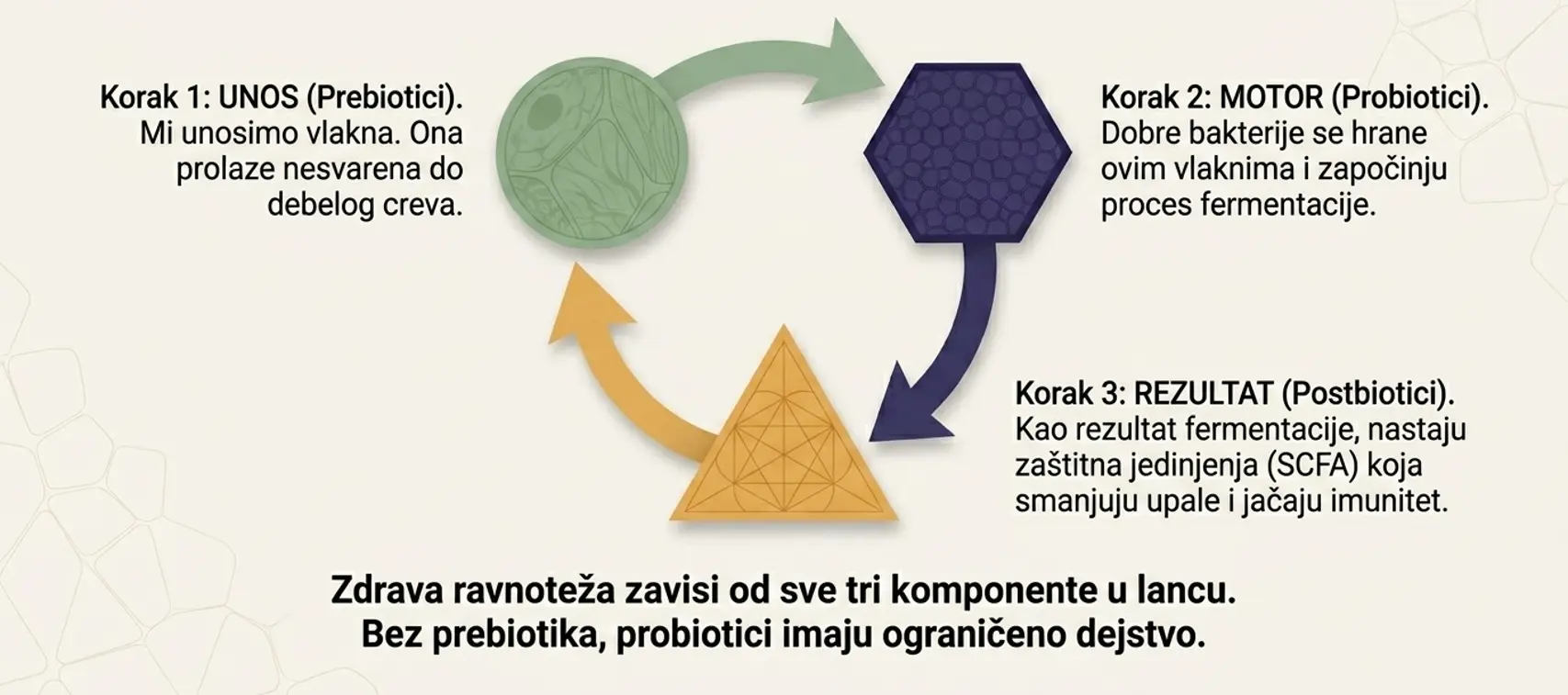 Dijagram prikaz unosa prebiotika, delovanje probiotika i postbiotika
